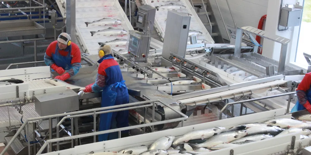 SalMar Q3 profit up 72% in 'persistently tight' salmon market