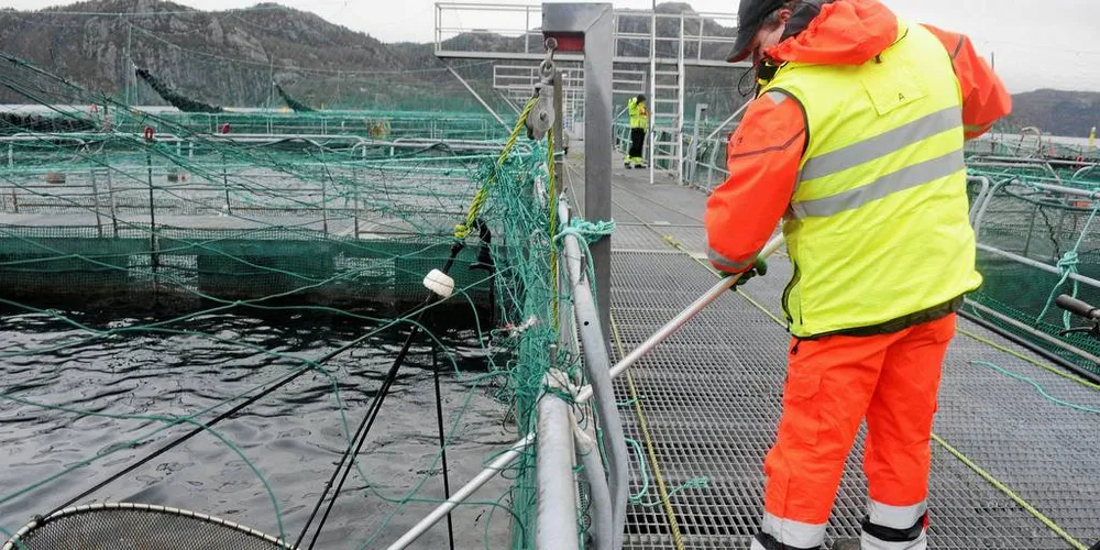 Tallene for svinn i oppdrettsnæringen er fortsatt høye, med totalt 53 millioner laks i 2017.Foto: Kjersti Kvile