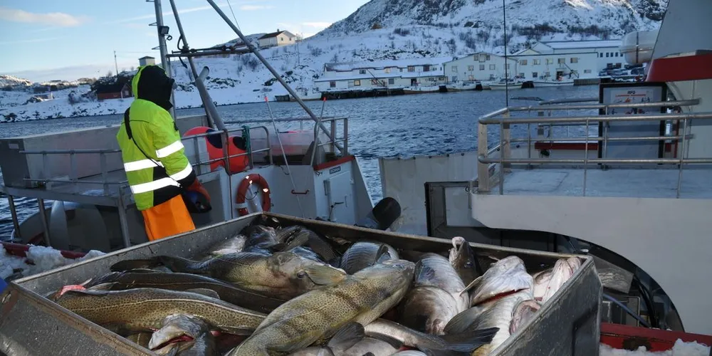 Allerede torsdag var det landet 18.800 tonn fersk torsk denne uken. Det begynner å ta seg kraftig opp på kvantum. Her fra Gunnar Klo på Stø med stor og fin skrei på kaia. Foto: Tommy Hansen