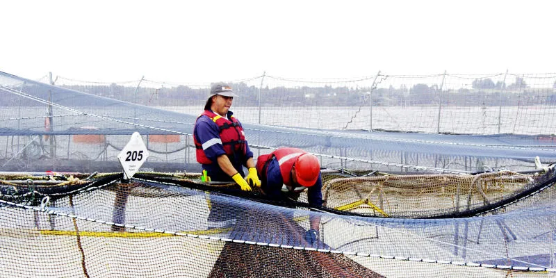 Marine Harvest Chioe