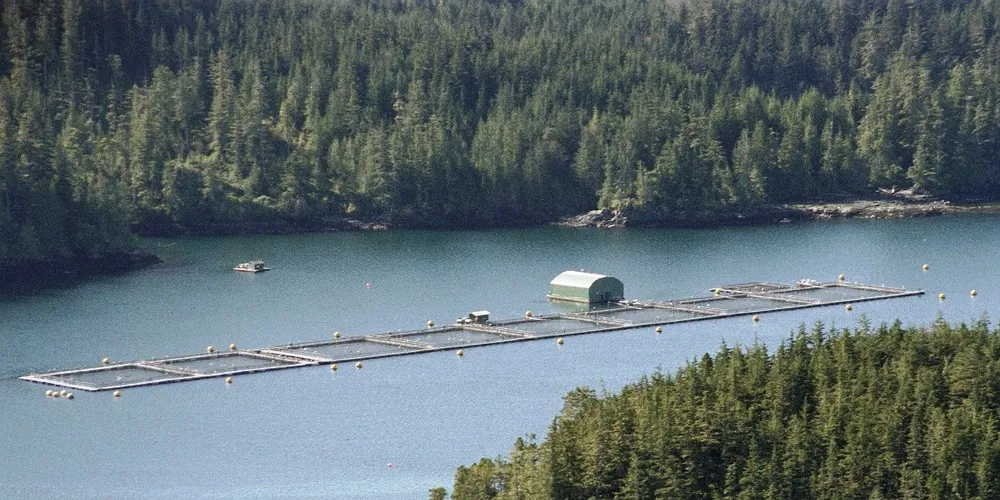 Farmed salmon fights back