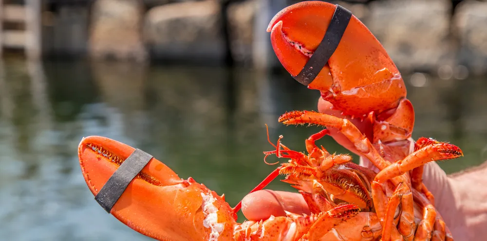 Dinner with the president? Maine lobster might just be about to come under attack all over again, thanks to Joe Biden.