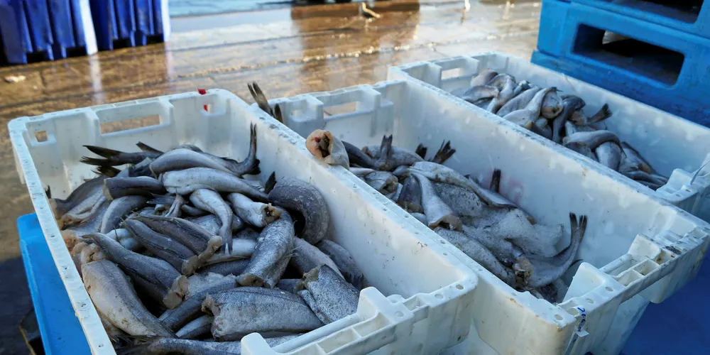 Chile bans bottom trawling to protect hake fisheries.