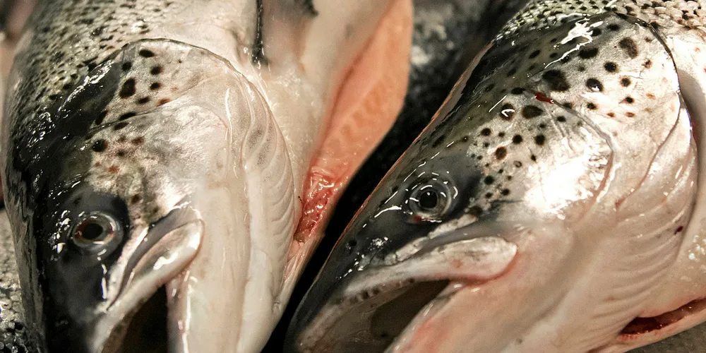 Salmon prices are on the rise.