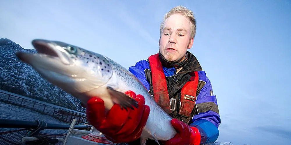 Lakseprisene faller neste uke. Illustrasjonsfoto: GEIR BJØRN NILSEN