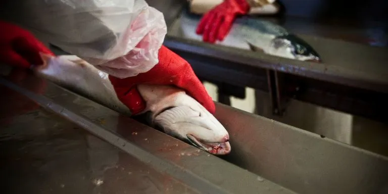 Flere vektklasser av laks over 70 kroner per kg