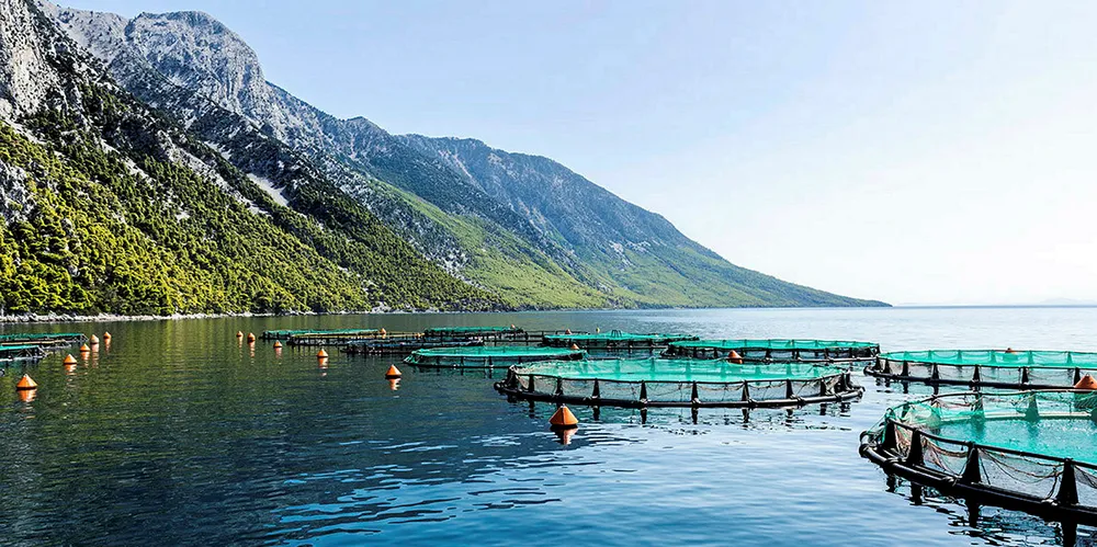 Nireus farms ASC certified.