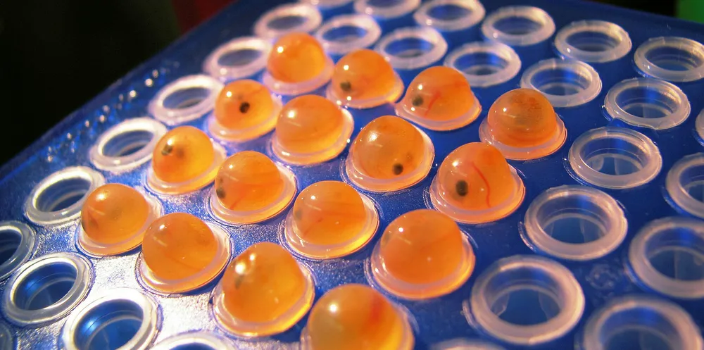 AquaBounty genetically engineered salmon eggs ultimately turn into its AquAdvantage Salmon.