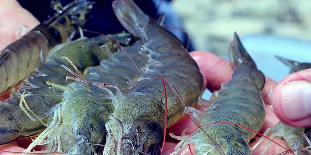 SFP announces new joint aquaculture improvement project in Indonesia