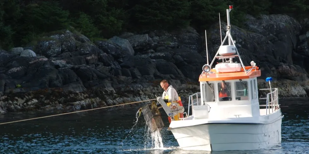 Skogsvåg-båten "Teinefisk" trekker leppefiskteiner sør for Bergen. Illustrasjonsfoto: Ole Erik Klokeide