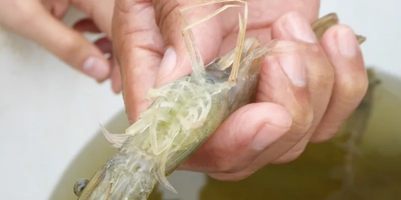 Omarsa: demand for organic shrimp plateaus