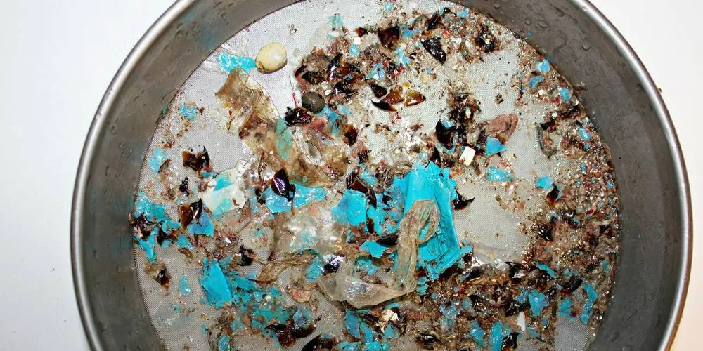 STRANDA KVAL: Over 30 plastposar og store mengder mikroplast blei hentet ut av magesekken til den sjuke og avliva gåsenebbkvalen som strandet på Sotra utenfor Bergen i fjor vinter.Foto: CHRISTOPH NOEVER / UNIVERSITETET I BERGEN