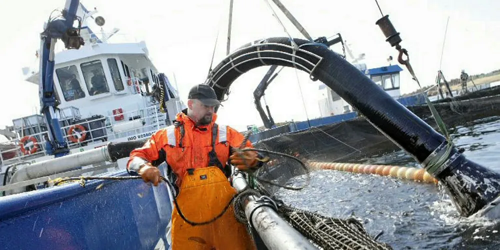 Behandling av fisk mot lakselus. (Illustrasjonsfoto: Ole Morten Melgård/DN)