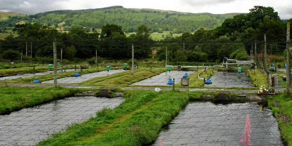 Dawnfresh has of its own farm sites but also sources from four others in England, two in Scotland and one in Ireland. This is Oliver Underwood's Trossach Farm site in Trossach National Park, Scotland.
