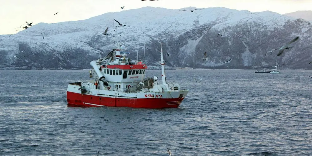 Ifølge fiskere er det nå enorme mengder spekkhoggere og knølhval langs kysten av Nord-Troms og i Norskehavet mellom Island og Lofoten. Her «Lofothav» utenfor Kvaløya med spekkhoggere i front.