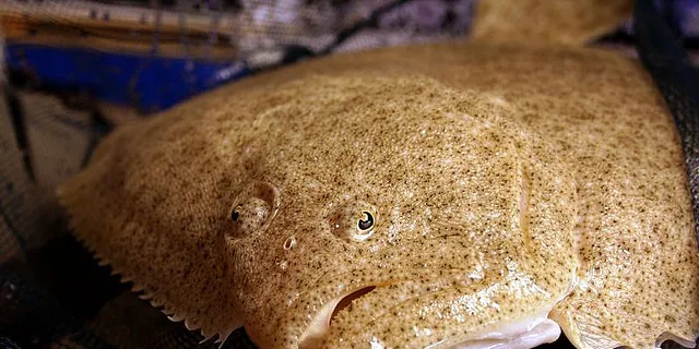 Stolt Sea Farms sees huge profit jump from higher sole, turbot prices