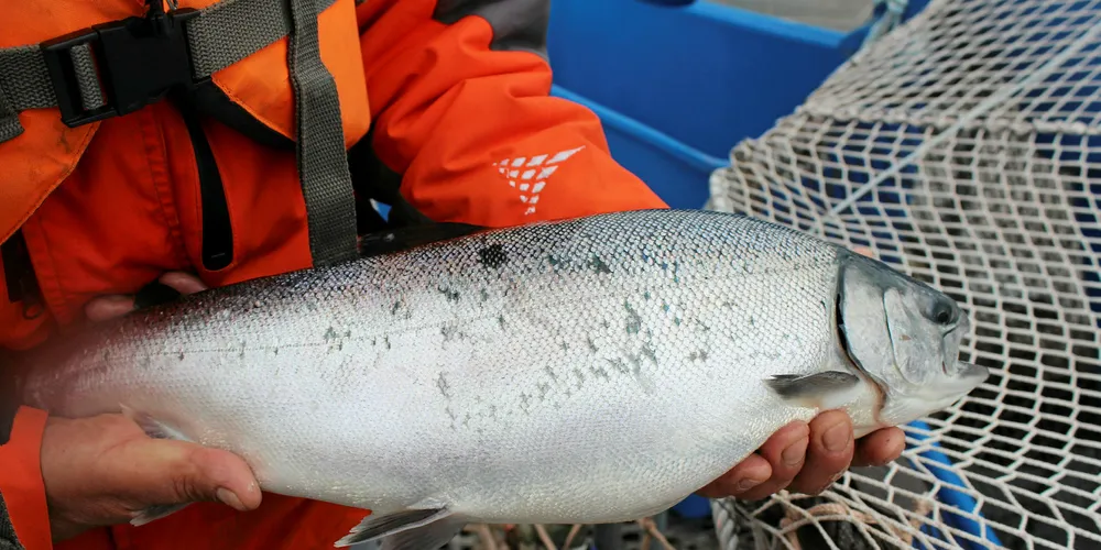 Chile's coho salmon production is headed back to levels seen in 2014.