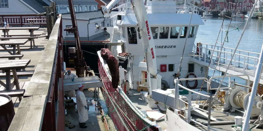 På tross av feriepreget hvalfangst for tida, leveres det fortsatt hvalkjøtt til landanleggene. Her er «Reinebuen», for tida i fangst ved Spitsbergen, fotografert under en tidligere levering i Henningsvær. Foto: Jon Eirik Olsen