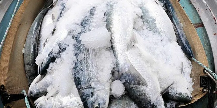 First of season Copper River King Salmon to arrive shortly - Flying Fish Seattle twitter