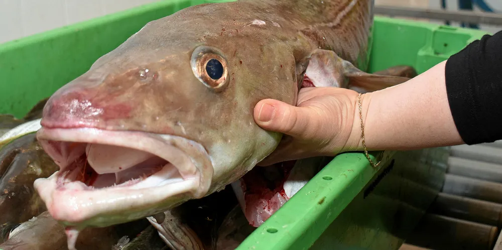 ICES says Iceland harvesters can bring in a few more of these beauties.