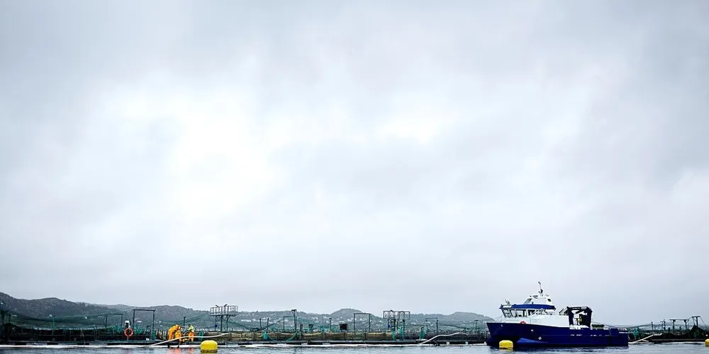 Marine Harvest melder om rømming av laks i Solund i Sogn. Anlegget hadde 192.000 fisk, men selskapet vet ikke hvor mye fisk som har rømt. Foto: Per Thrana, DN