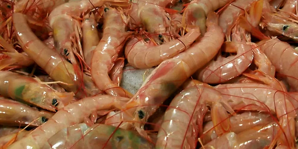 No entry for Argentinean red shrimp into Brazil, at least for the moment.