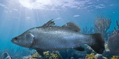 Big aspirations for Australian barramundi producer