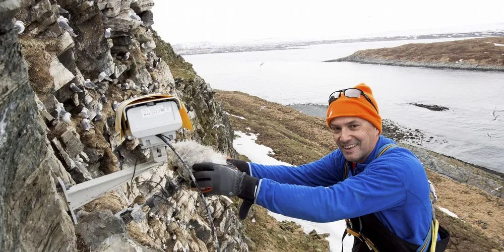 NRKs Nils Arne Sæbø tok initiativet til tv-sendingene fra Hornøya, og han har også vært prosjektleder underveis. Her er han i sving med montering av tv-kameraer i fuglefjellet. Foto: Sindre Skrede og Trond Berg, NRK