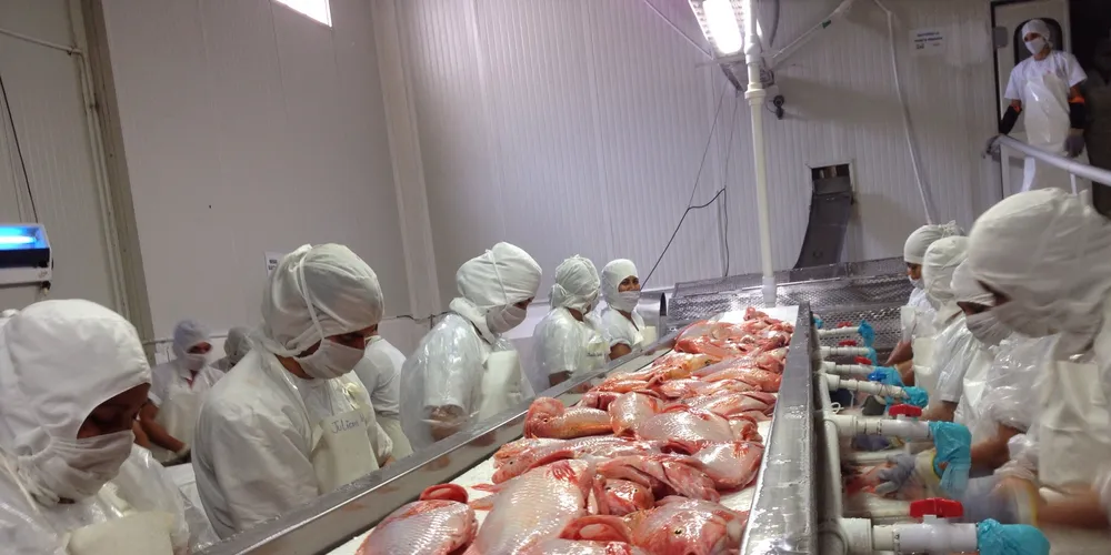 Europe's farmed whitefish imports stagnate