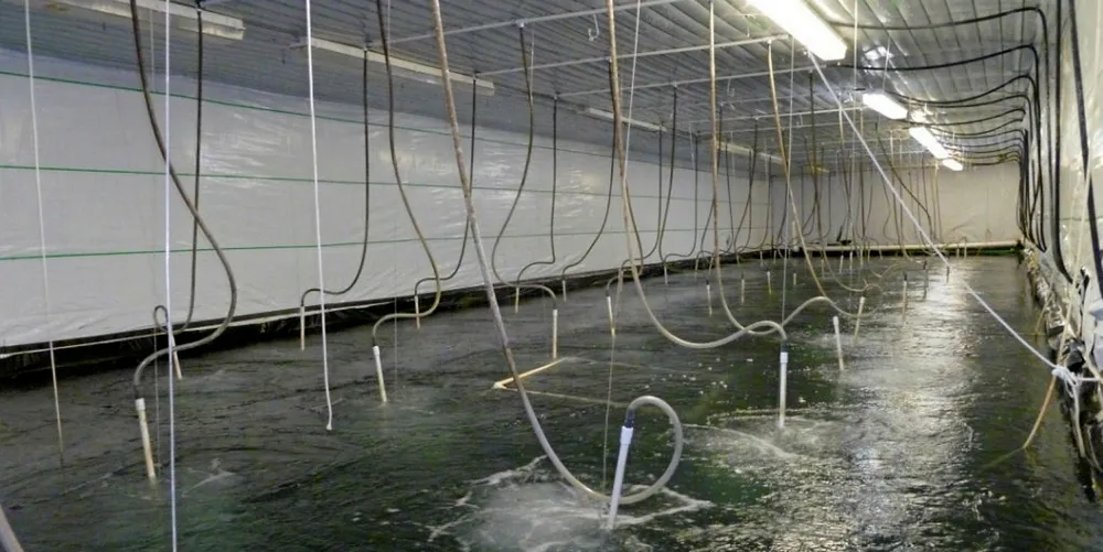 A week after its facility was quarantined for disease, NaturalShrimp's CEO abruptly steps aside.