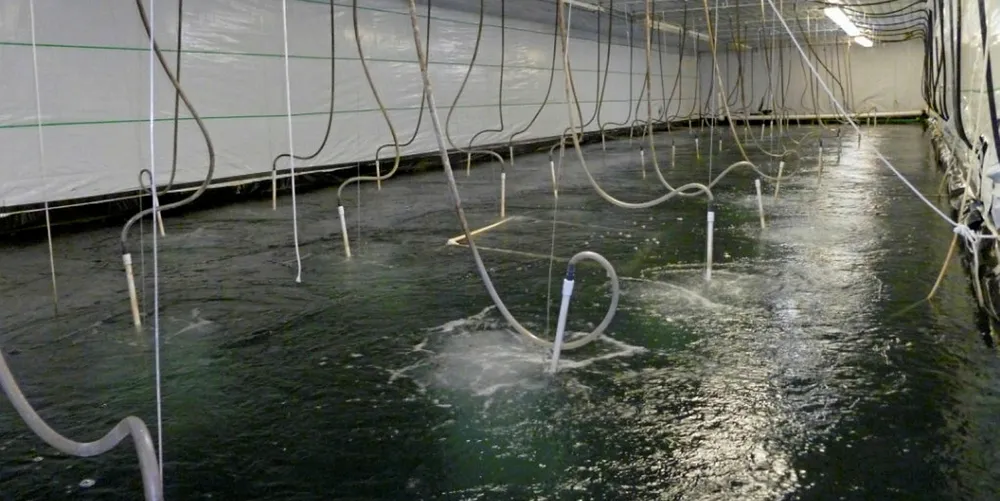 The company hopes to replicate its indoor shrimp farms in cities around the United States.