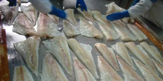 Start-up hopes to stir up Polish whitefish, pelagic industry