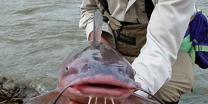Catfish, the cheap eel?