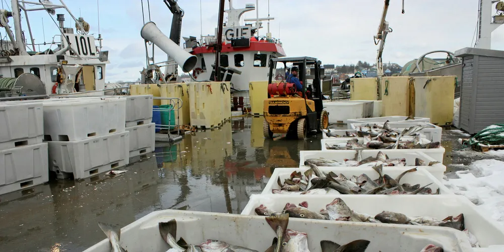 Cod and haddock are caught up in Brexit's net.