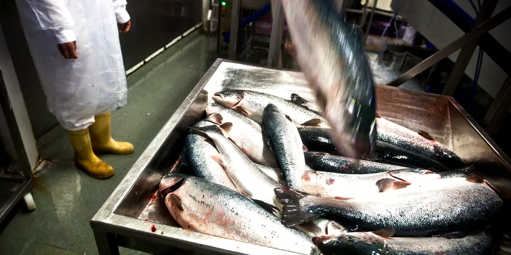 Global farmed salmon production up 22%