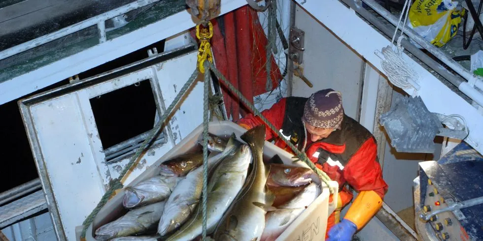 Store mengder skrei landes for tida i Vesterålen, og en tendens til dårligere kvalitet bekymrer Norges Råfisklag. Illustrasjonsfoto fra Stø: Svein-Arne Nilsen