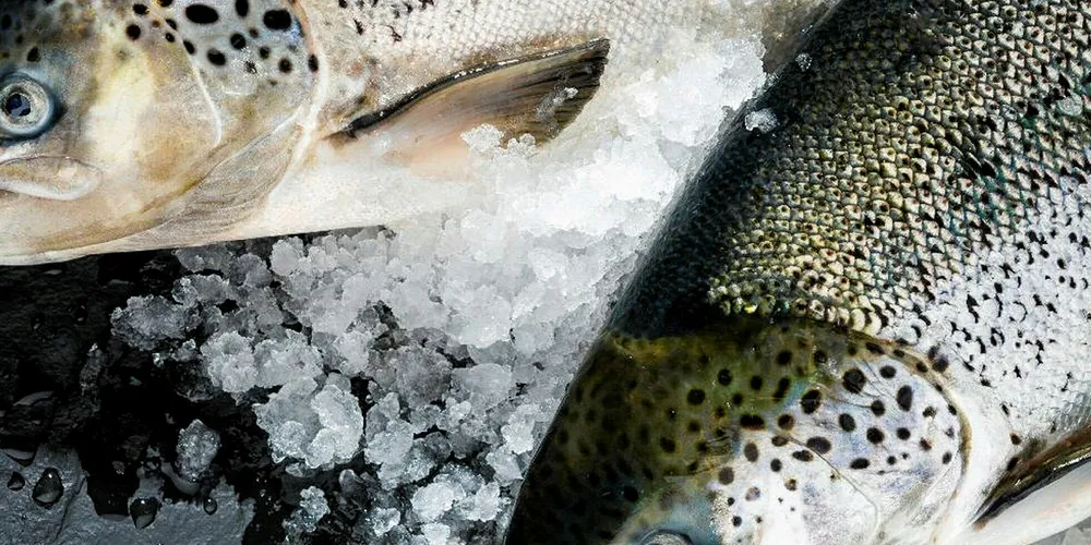 Whole Oceans parent in talks to buy majority stake in Canadian land-based salmon farmer