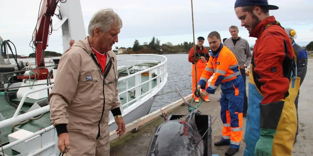 Den norske kvoten på makrellstørje er oppfisket. Her et eksemplar som «Hillersøy» fikk i nota fredag forrige uke. Fra venstre: Tore Hillersøy, Jostein Hillersøy og Steffen Hillersøy. Foto: Torhild Måkestad Martinussen
