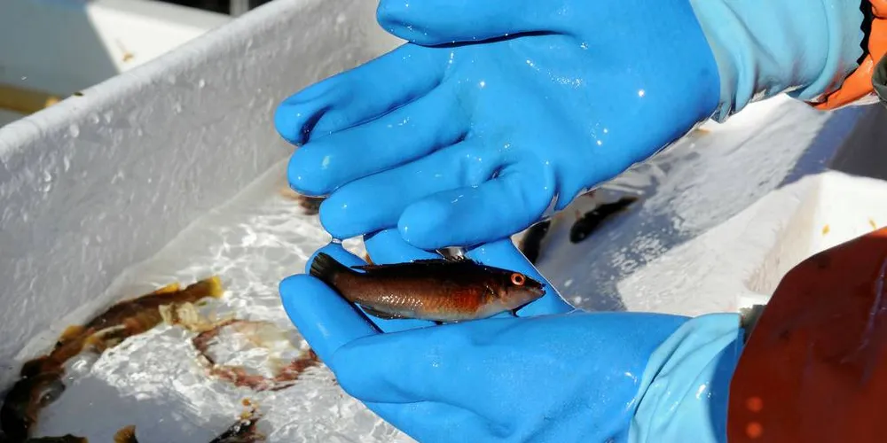HVEM FÅR VÆRE MED: Fiskeridirektoratet har anbefalt å lukke leppefiskfisket fra og med sesongen i 2018. Snart kommer avgjørelsen fra Nærings- og fiskeridepartementet. Foto: Kjersti Kvile