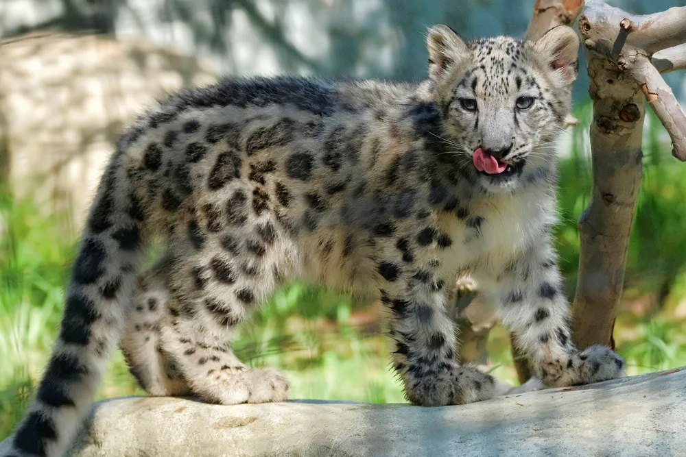 Exploration: Petro Matad has spudded a well on the Snow Leopard prospect