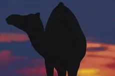 New dawn: for Kuwait