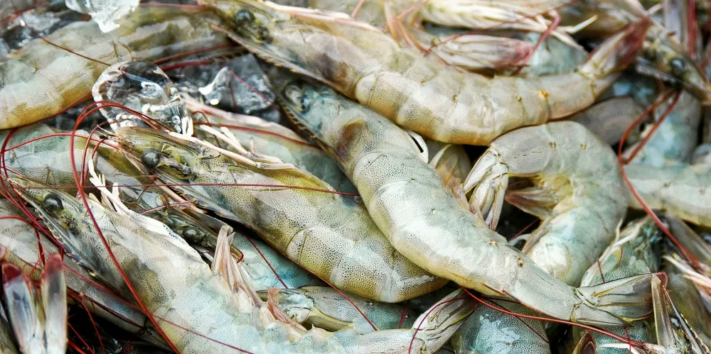 Shrimp.