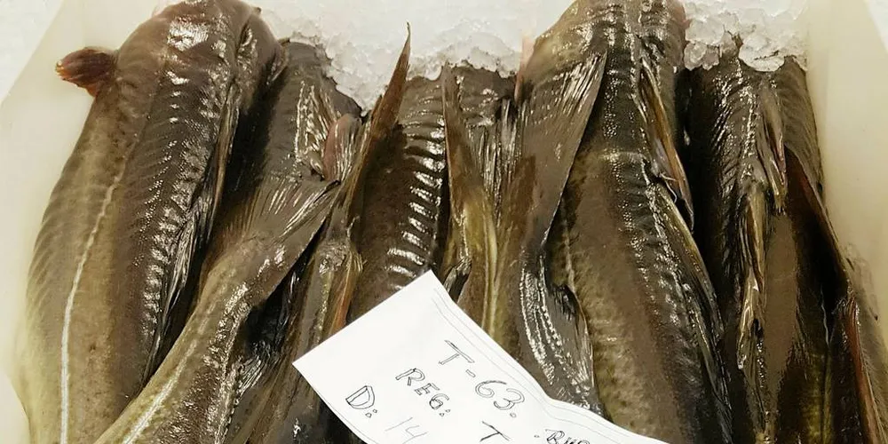 KVALITET: Så mye bedre ferskfisk får man ikke, mener Tromsø-bedriften Karls Fisk og Skalldyr om denne torsken, fisket på Kvænangen av en lokal sjark og levert til bedriftens fiskemottak i Burfjord.Foto: Karls Fisk and Skalldyr