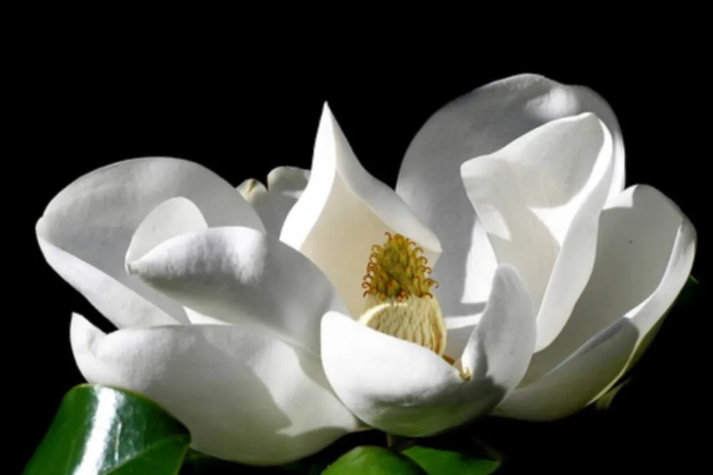 Thing of beauty: a Magnolia flower