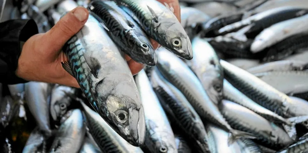 How to share? The Coastal Nations agreed mackerel quota this week, but didn't get much further on who should have what.