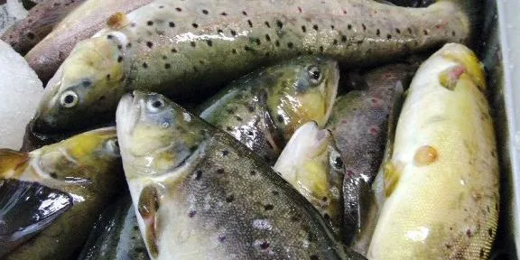 Trout prices fall more than salmon