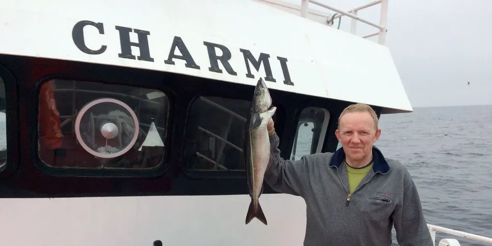 En og annen sei dukker fortsatt opp i snurrevaden om bord på «Charmi». Men årets seifiske for skipper Odd Arne Mikkelsen og hans mannskap var stort sett over før det startet. Foto: privat