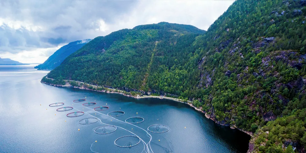 With more salmon available, Norwegian salmon prices are falling.