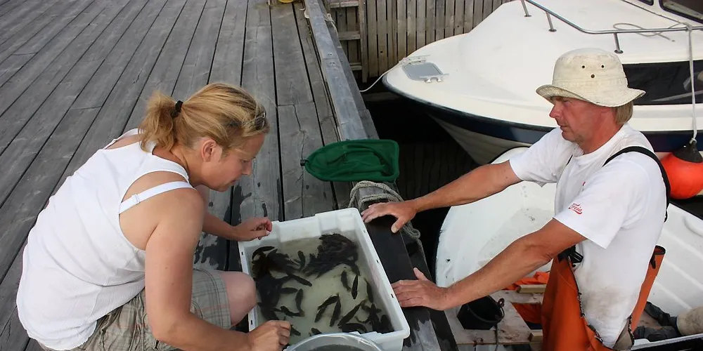 Veterinær Anne Ramberg undersøker leppefisken til yrkesfisker Dag Andersen fra Fredrikstad. Nå innføres det strengere regler. Arkivfoto: Gunn Hedberg