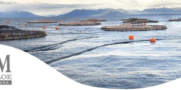 Advisor: Interest still swirls around Cultivos Marinos